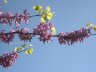IMG_9522.JPG - 